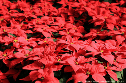 poinsettia flowers