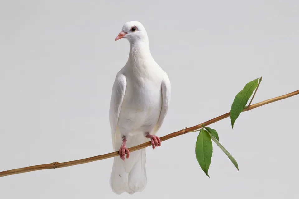 50 Inspiring Bible verses about bird: what does the bible say about Birds? Bible verses about bird