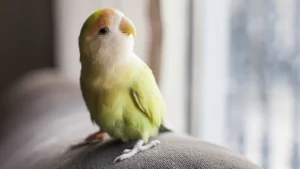 Bible verses about bird