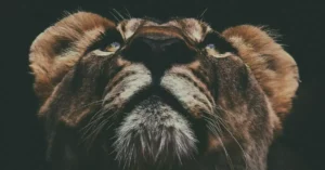 faith over fear quotes