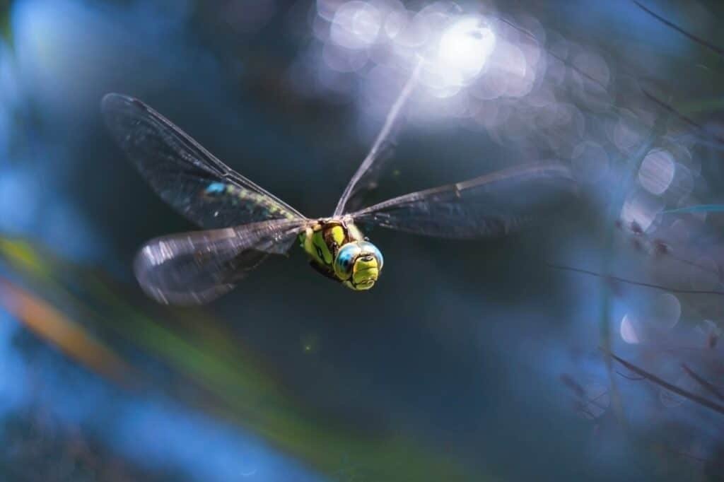 Dragonfly Symbolism In The Bible Dragonfly Symbolism In The Bible