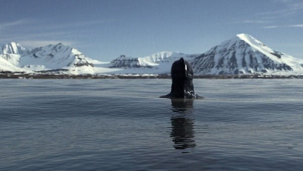 Are Mermaids Real or Fake or Sort of Demonic Creatures? Are Mermaids Real